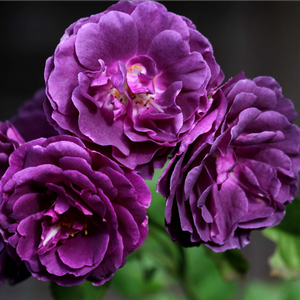Paars - floribunda roos